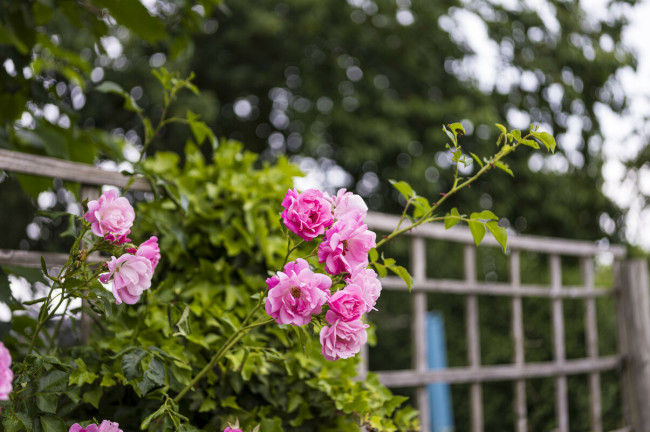 Rosen im Kleingarten